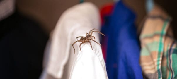 Make Your Home Spider Free With These 7 Simple Remedies