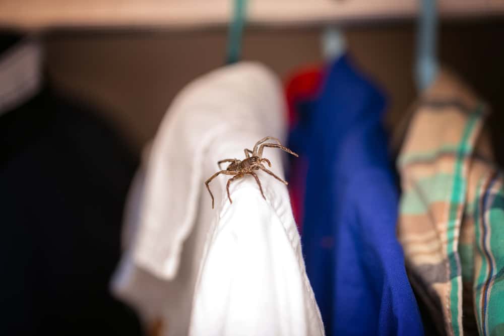 Make Your Home Spider-Free With These 7 Simple Remedies
