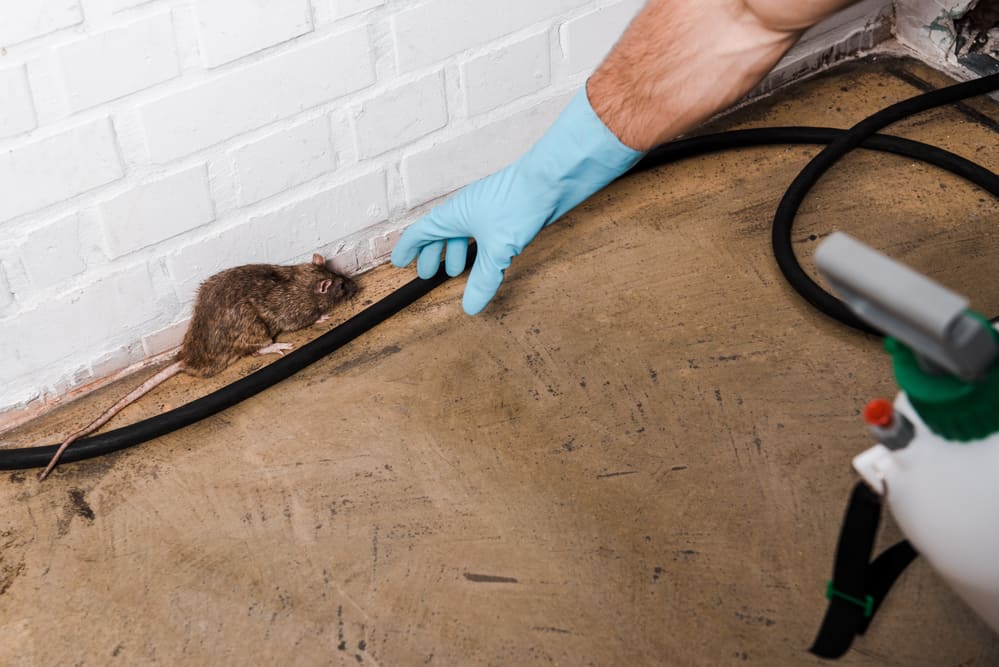 How To Get Rid Of Rodents For Good: Expert Tips And Tricks For Effective Rodent Control