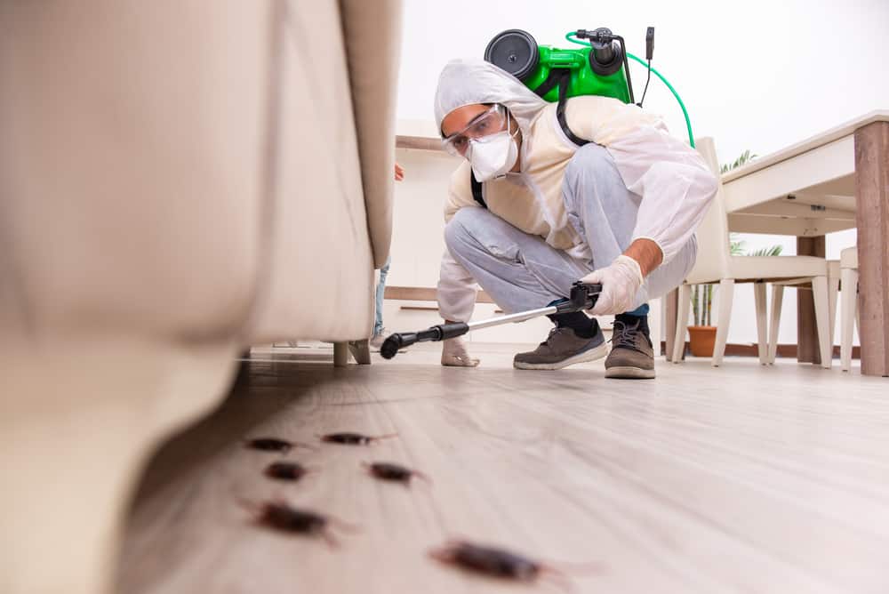 Tips and Tricks for Finding the Best Pest Control in Tampa: A Guide to Negotiating Affordable Prices and Effective Solutions