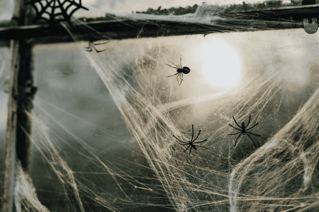 The Secret To Successful Spider Removal: Tips From Pest Control Experts