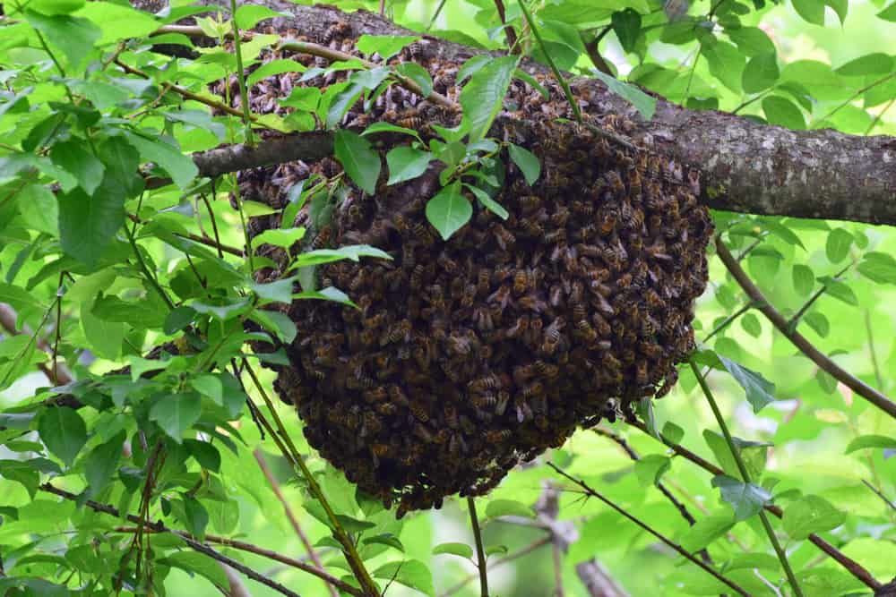Bee Removal In Tampa Bay